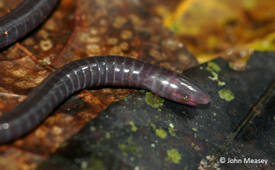 Sagalla caecilian